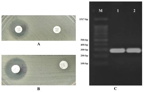 Characterization of Fosfomycin and Nitrofurantoin Resistance Mechanisms ...