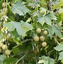 Image result for London Plane Tree