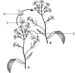 Class 12 Biology: CBSE Sample Question Paper- Term I (2021-22)- 2 ...