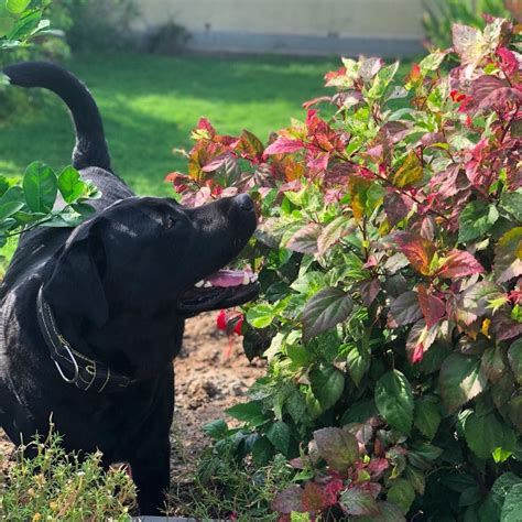 Fun Day's Out For You And Your Doggos! | LBB, Delhi