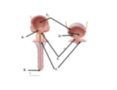 SOLUTION: Urinary system labeling assignment - Studypool