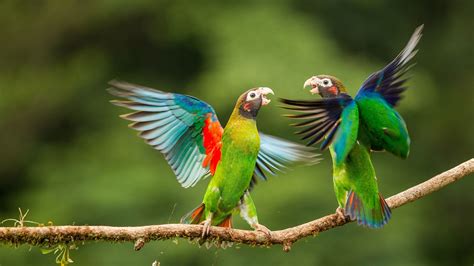 bird picture wallpaper