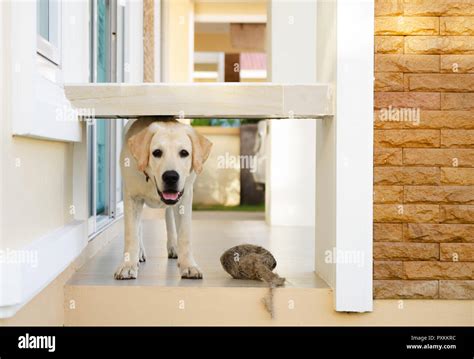 Image result for Beautiful Labrador