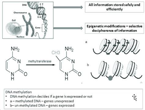 DNA Modification 的图像结果