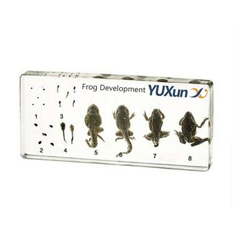 Cherish XT Lifecycle of a Frog Development Paperweight India | Ubuy