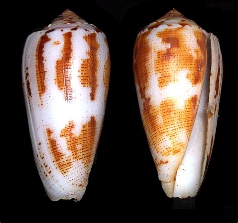 Image result for Cone Shell Venom