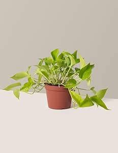 Live Golden Pothos Indoor Plant, Natural Neon Green Leaves in Plastic ...