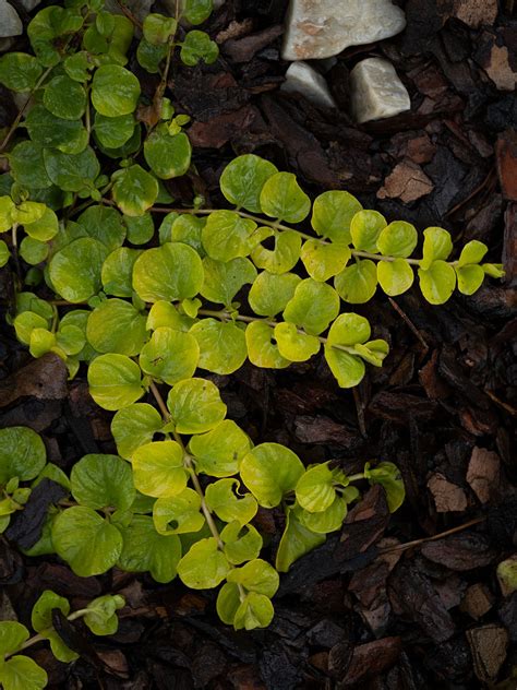 Ground Cover Plants Shade