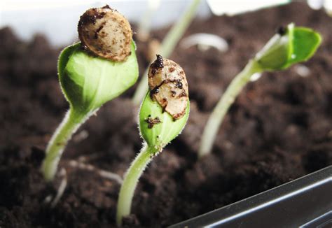 Beginner's Guide to Growing Vegetables Indoors without Grow Lights ...