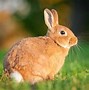 Image result for Rabbit Face in Spring