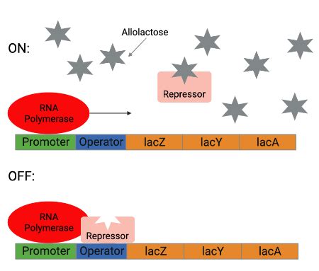 Image result for ATH Operon Positive Control