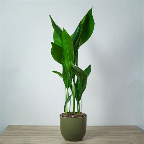 Aspidistra wyniosła (aspidistra elatior) gigant - Mała Szklarnia