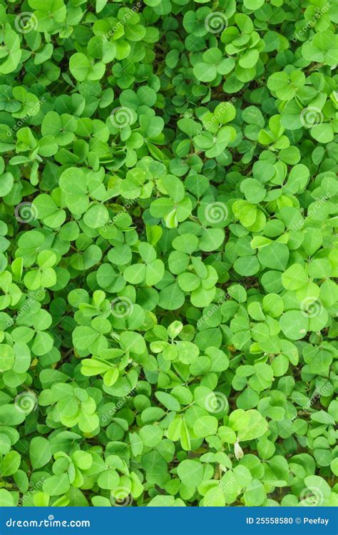Three Leaf Clovers stock photo. Image of natural, flora - 25558580
