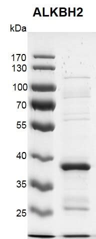Recombinant ALKBH2 protein | Proteintech