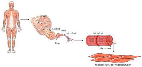Image result for Muscle Structure and Function