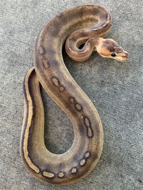 Image result for Champagne Ball Python