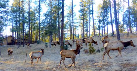Wildlife Viewing Tips — DiscoverRUIDOSO.com | Travel Information for ...