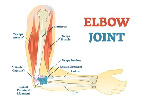 Elbow And Forearm Anatomy Elbow Anatomy | SpringerLink