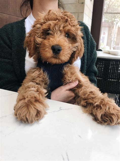 Image result for Cheap Cockapoo