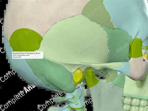 Image result for Temporal Bone Mastoid Process