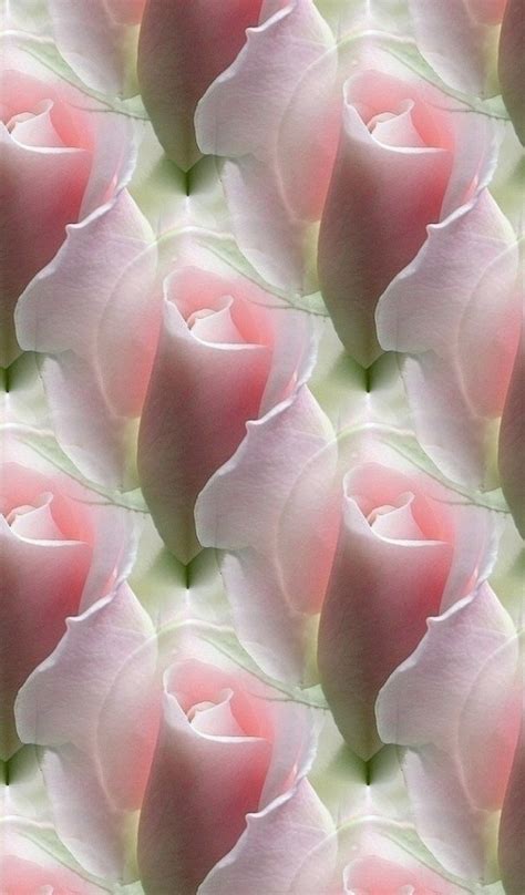 Download wallpaper flower, background, rose, texture, Bud, section ...