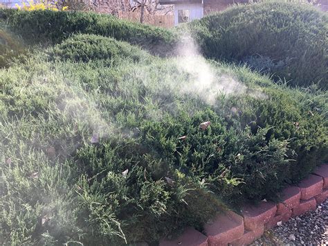 Image result for Juniper Tree Pollen Exploding