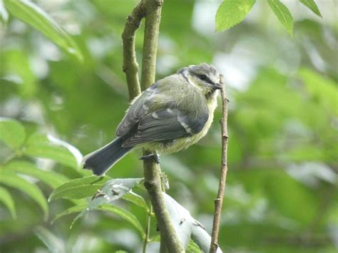 Identifying Birds by Sight and Sound , The Kingcombe Visitor Centre ...
