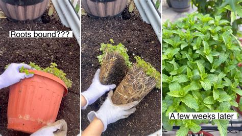 Gardener shares 'amazing' hack to give your root-bound plant a new ...