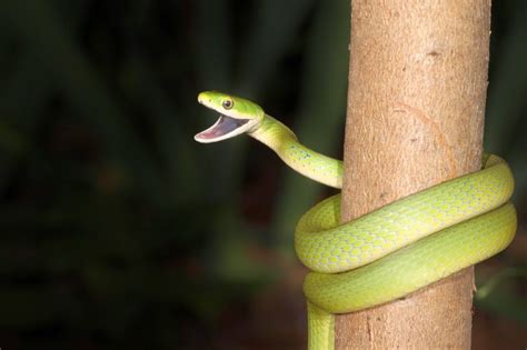 How To Take Care Of A Rough Green Snake at Crystal Molden blog