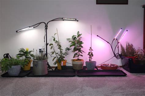 Buying Guide: Indoor Plant Lights For Vegetables and Fruits — Fox Run ...