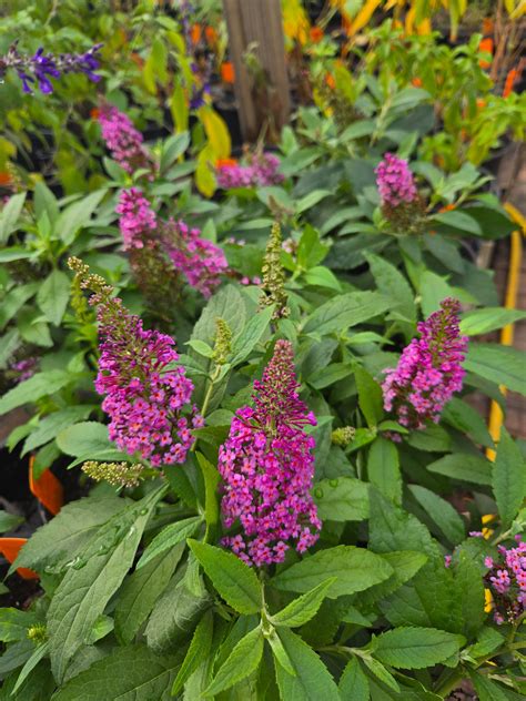Buddleja davidii --Dwarf Pink Butterfly Bush-- - Austin Nursery - Lone ...