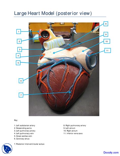 Large Heart Model Posterior View - Human Anatomy - Handout | Exercises ...