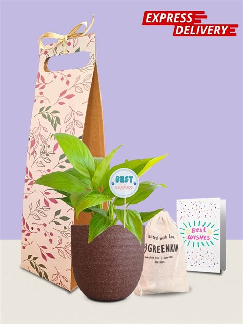 Peace Lily Golden Plant Gift in Eco Pot (Small) – Greenkin