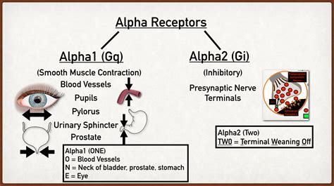 Alpha 2 Receptors Function Role Of Lysophosphatidic Acid And Its