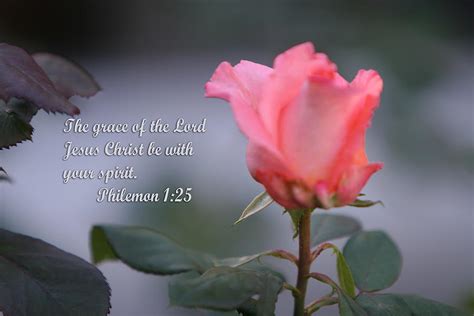 Image result for Beautiful Roses with Scripture