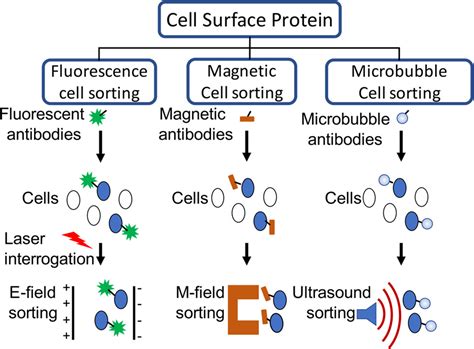 Image result for Cell Sorting Staining Protocol