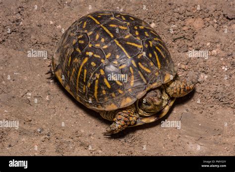 Image result for Female Box Turtle