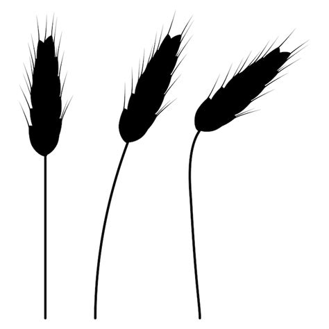 Silhouette of wheat stalks isolated on white suitable for various ...