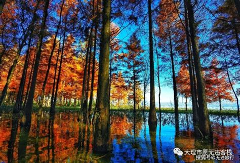 冬日洱海红水杉美出圈最新素材