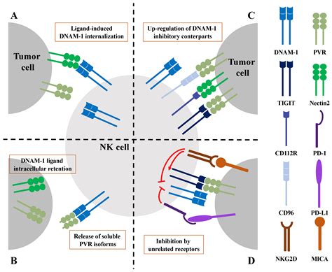 Dysregulation of DNAM-1-Mediated NK Cell Anti-Cancer Responses in the ...