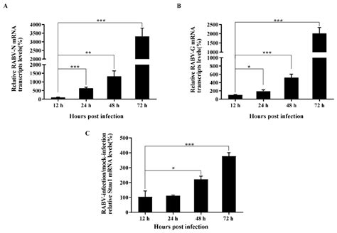 Function of Host Protein Staufen1 in Rabies Virus Replication