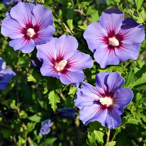 Purple Hibiscus For Sale | Wholesale Purple Hibiscus – Tennessee ...