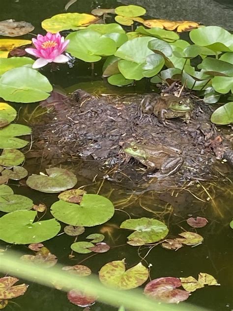 We just bought our house and the pond needs some help. For now, it’s ...