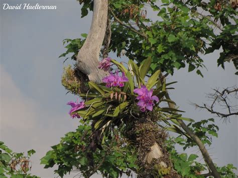 Cattleya Mossiae in Full Sun, Venezuelan National Flower