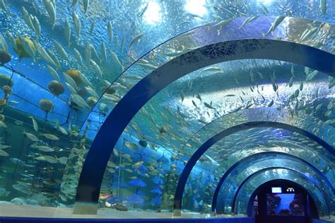 浅虫水族馆 (Asamushi Suizokukan)｜观光｜Amazing AOMORI - The Official Aomori ...