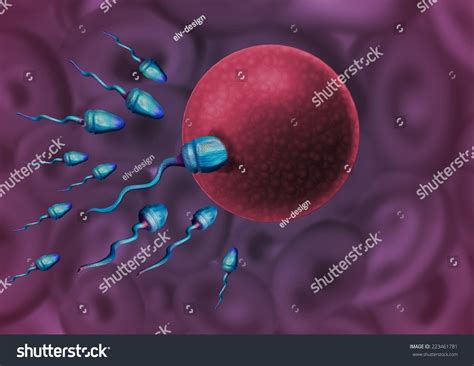 Sperm Meets Egg Cell Stock Illustration 223461781 | Shutterstock
