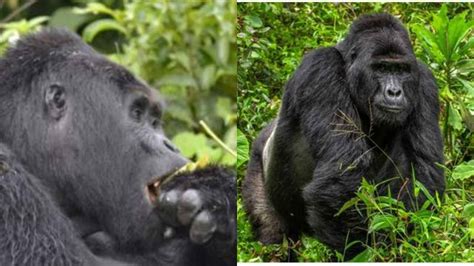 Rafiki, Uganda’s famous silverback Gorilla, killed by poachers