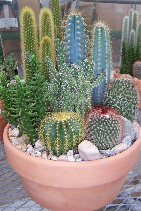 Cute cactus garden | Succulents, Mini cactus garden, Cactus garden