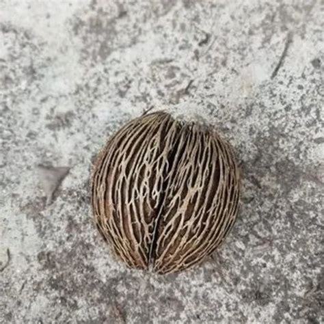 Herbal Seeds - Ebulmoho Herbal Seeds Wholesale Distributor from Greater ...