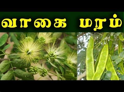 Albizia lebbeck | வாகை மரம்